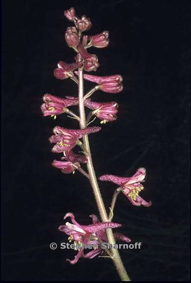 delphinium purpusii 1 graphic